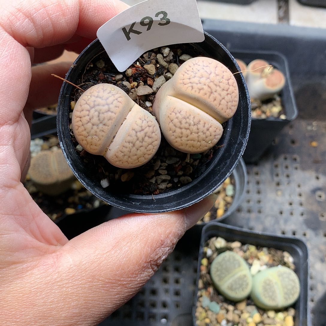 华K93多肉植物保护研究所