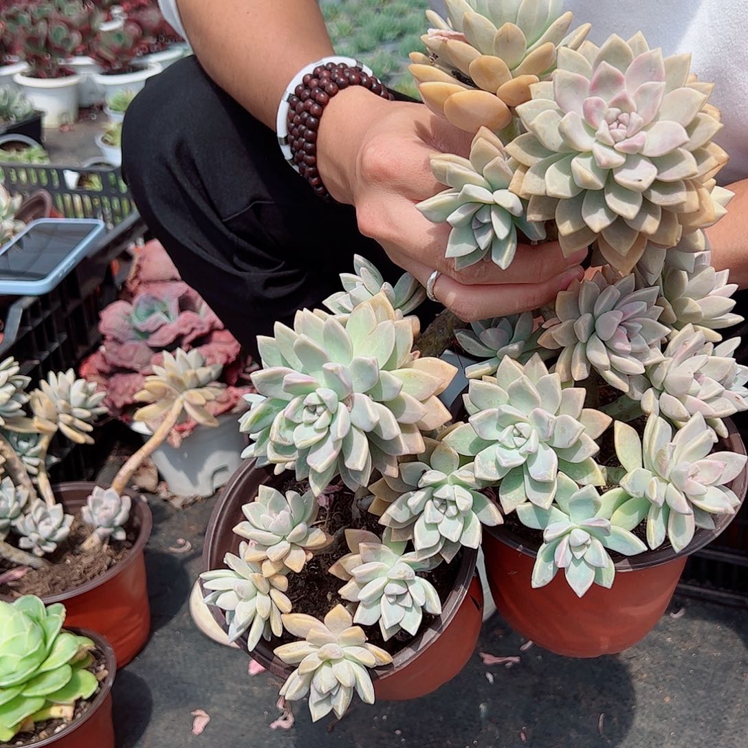 淡雪整桩整群老桩两盆