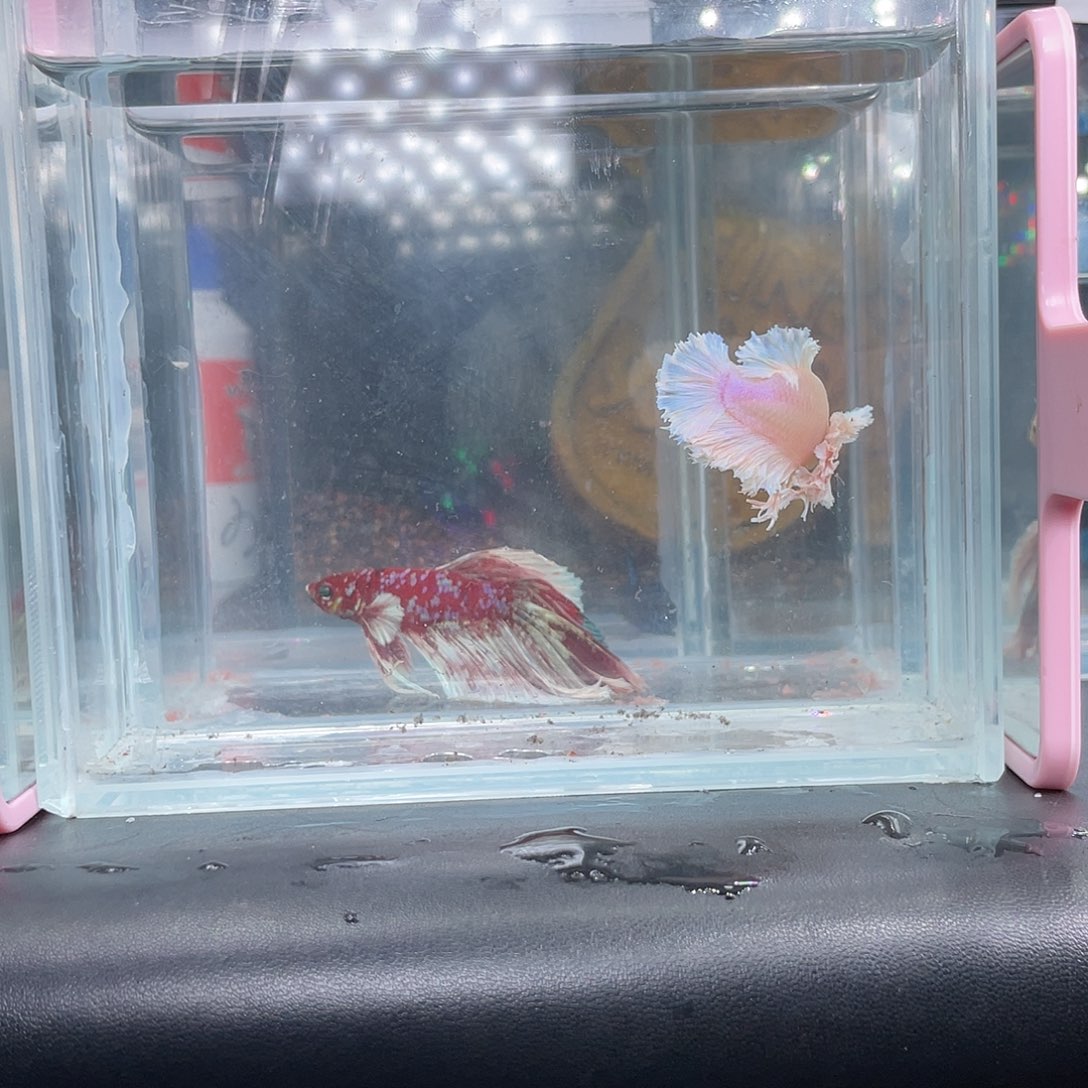 斗鱼粉白绣球005号