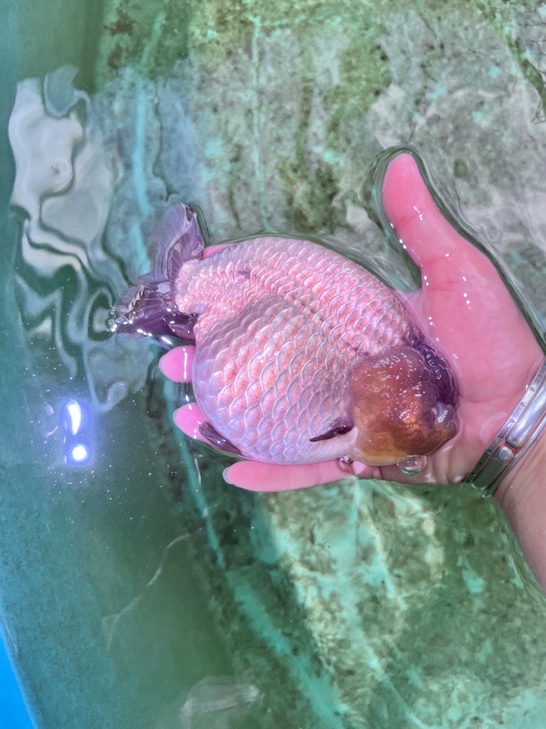精品兰寿金鱼鳑鲏紫寿元宝身活体冷水观赏鱼易养耐活(顺丰到付)
