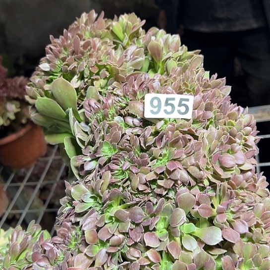 老***秦多肉植物一种玫瑰955