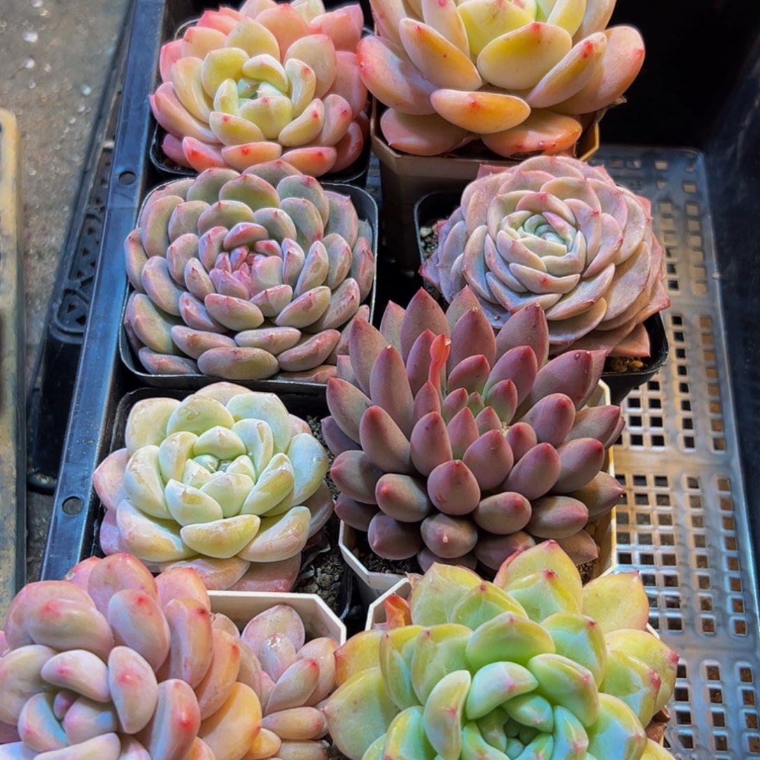 297多肉葡萄的味道是