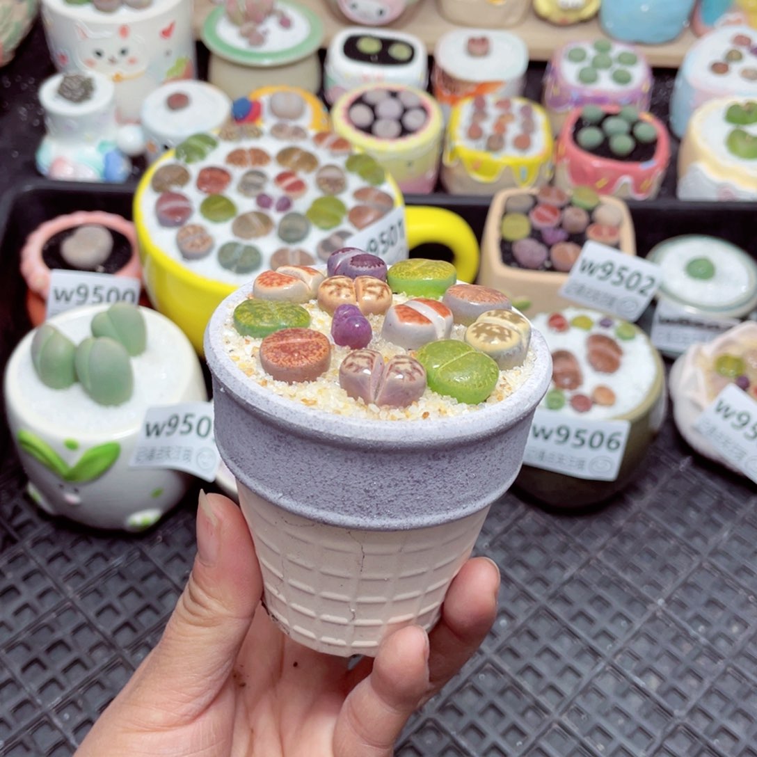 w9508 -零下地区拍保温箱 -15支持寄养