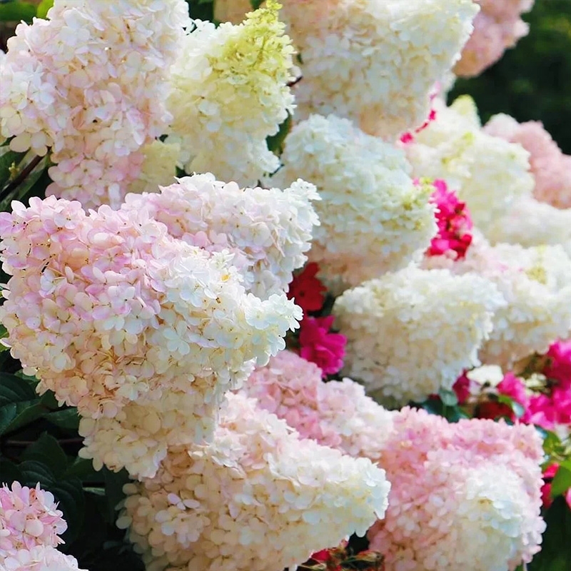 夏日美人圆锥木绣球花苗盆栽耐热好养长花期变色带花苞