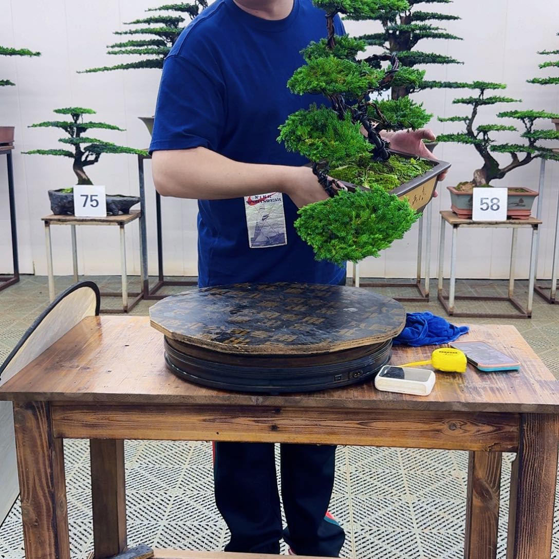 无花朵柏树造型盆景