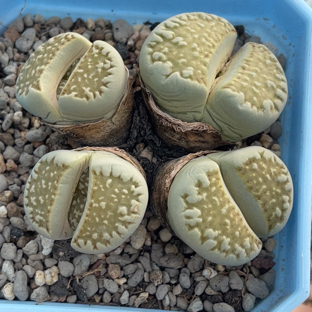 7915四头柠檬寿丽群一颗