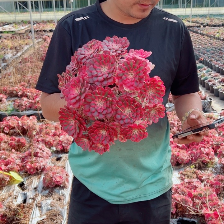 二加伦粉铜多肉法师