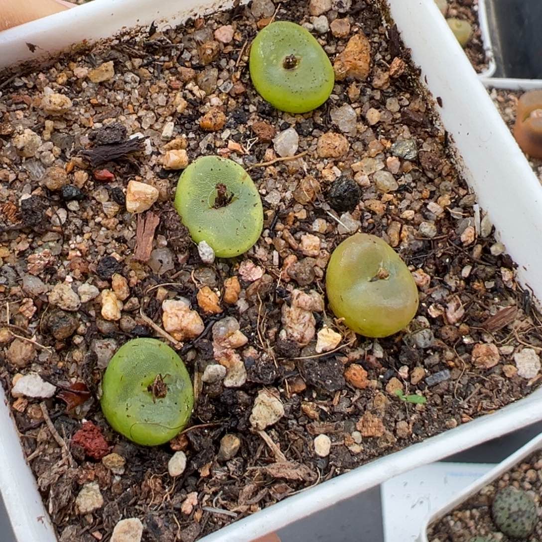 2.3好看的多肉a288