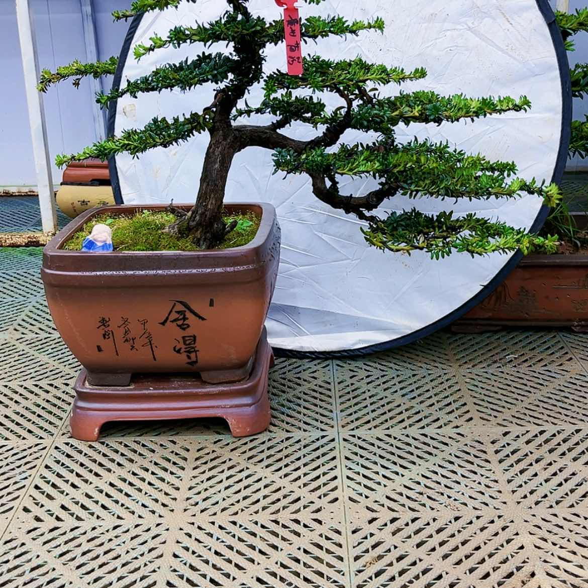 【闪购商品】罗汉松盆景的制作方法