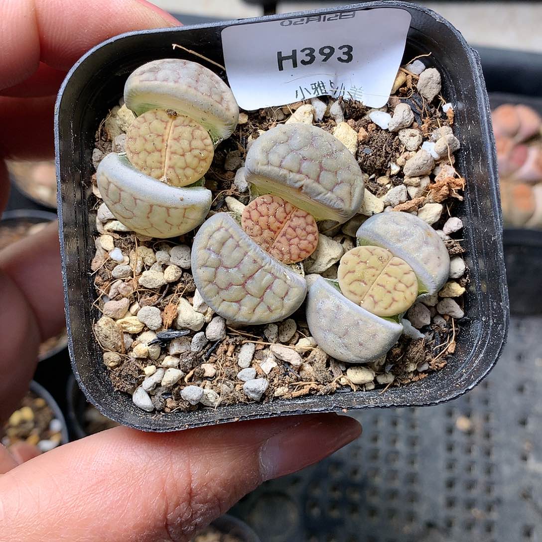 H393多肉植物保护研究所