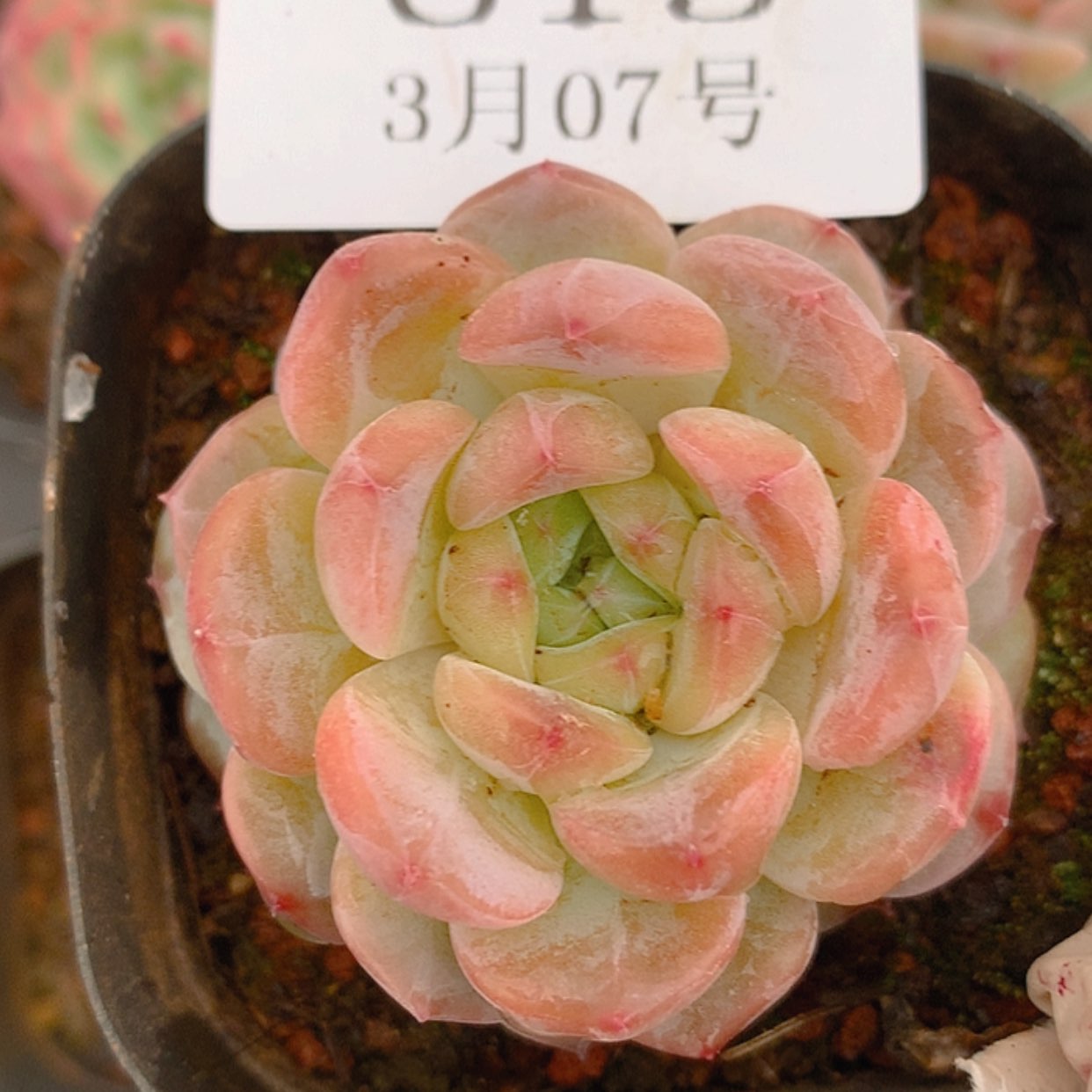 【闪购商品】云613