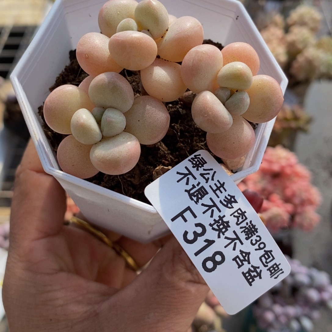 萤火虫318/5cm多肉