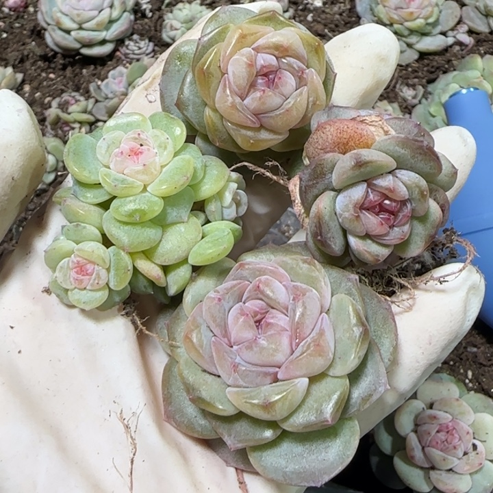 迟***好35号王者系列多肉一盒