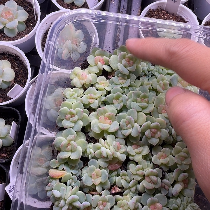 224甜心随机单头一颗