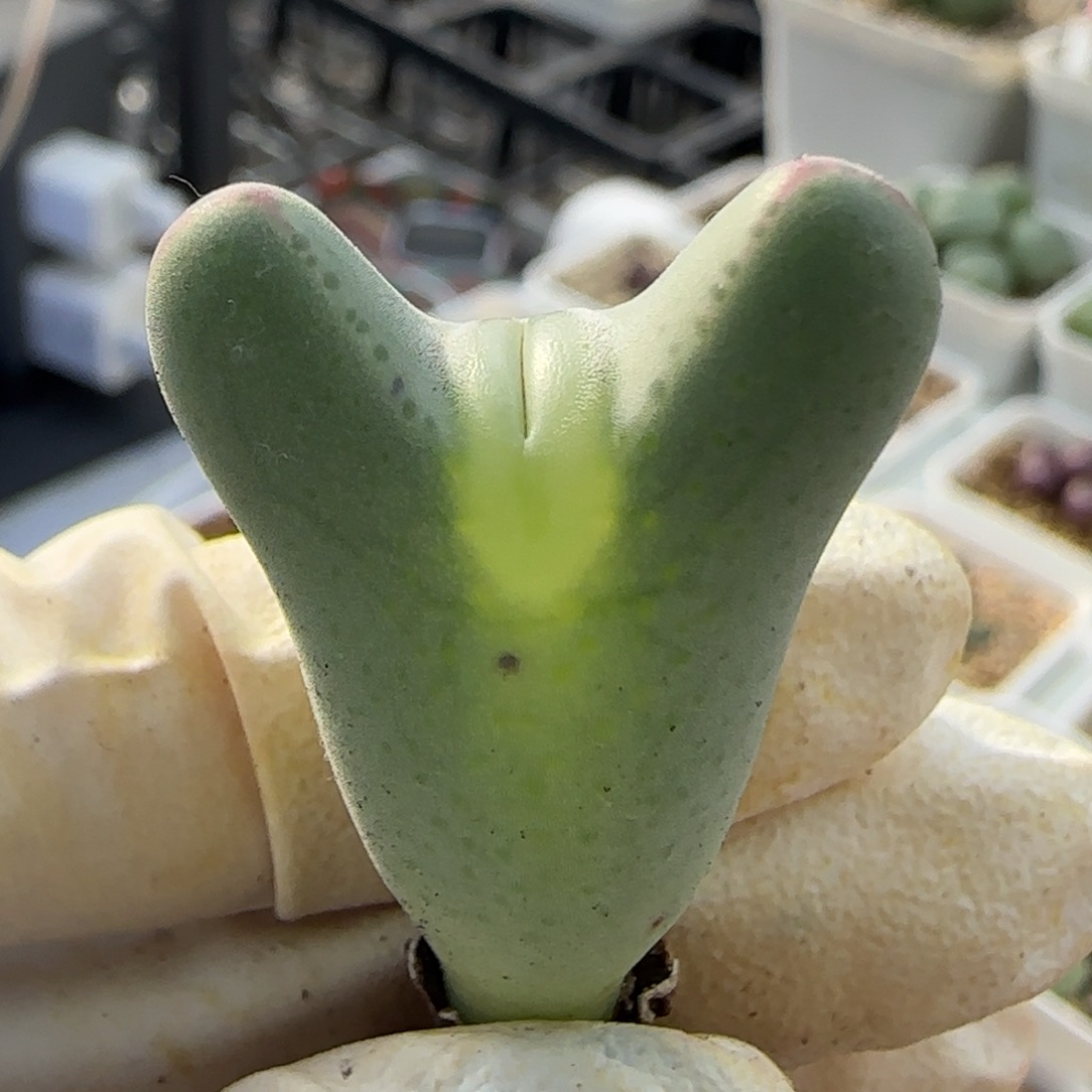 12-3-146当天满38包邮斑马点嘟嘟嘴毛皮卡丘