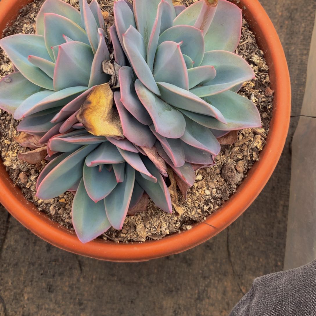 沐***！布鲁蓝群多肉植物