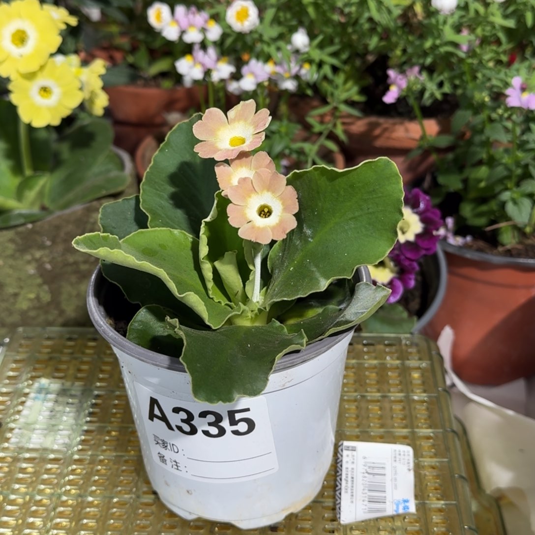 一物一拍耳叶报春A335