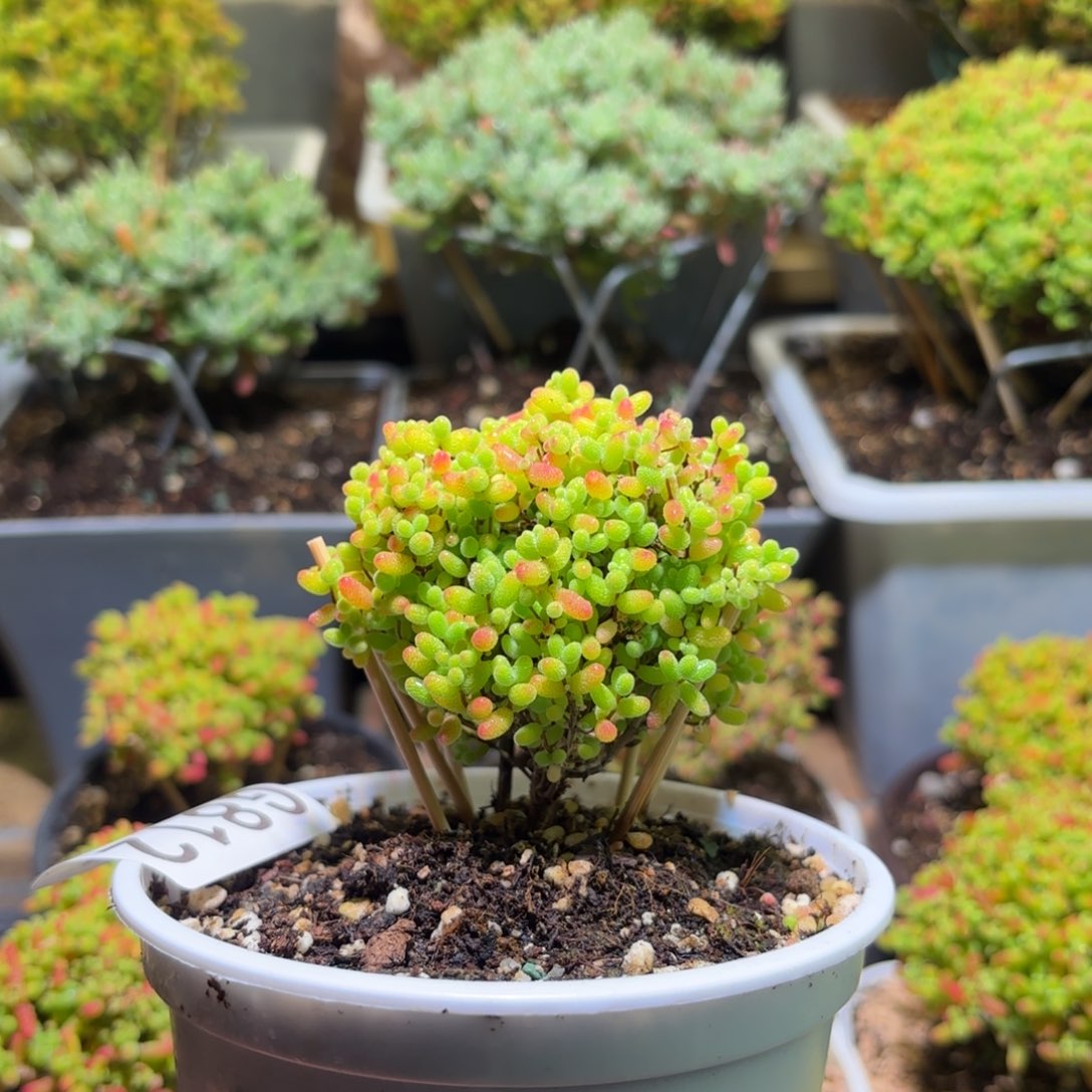 枝干番杏密橘糖球G812