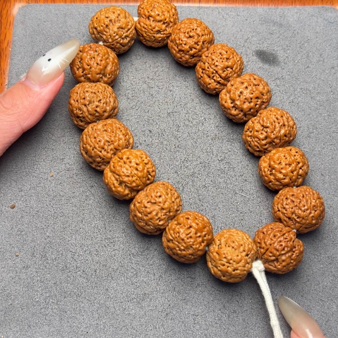 菩提32号尼泊尔大金刚20五星蜂王菠萝蜜