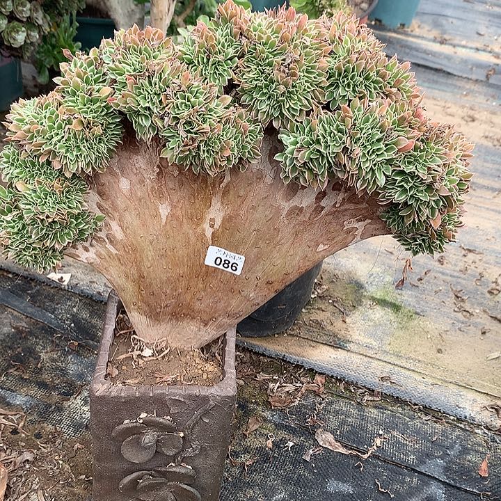086白凤一颗缀化微瑕的