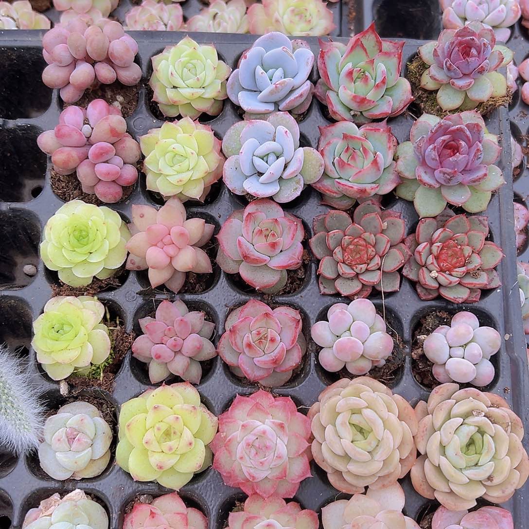 穴盘苗组合30颗15品19包邮