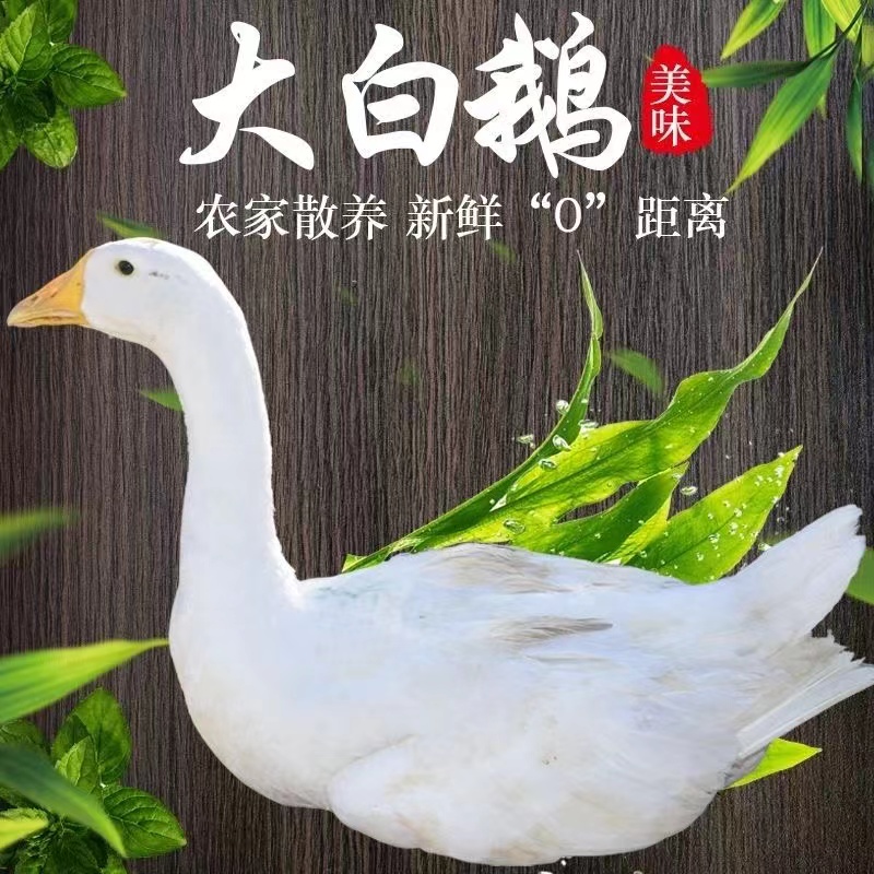 散养大白鹅 顺丰包邮