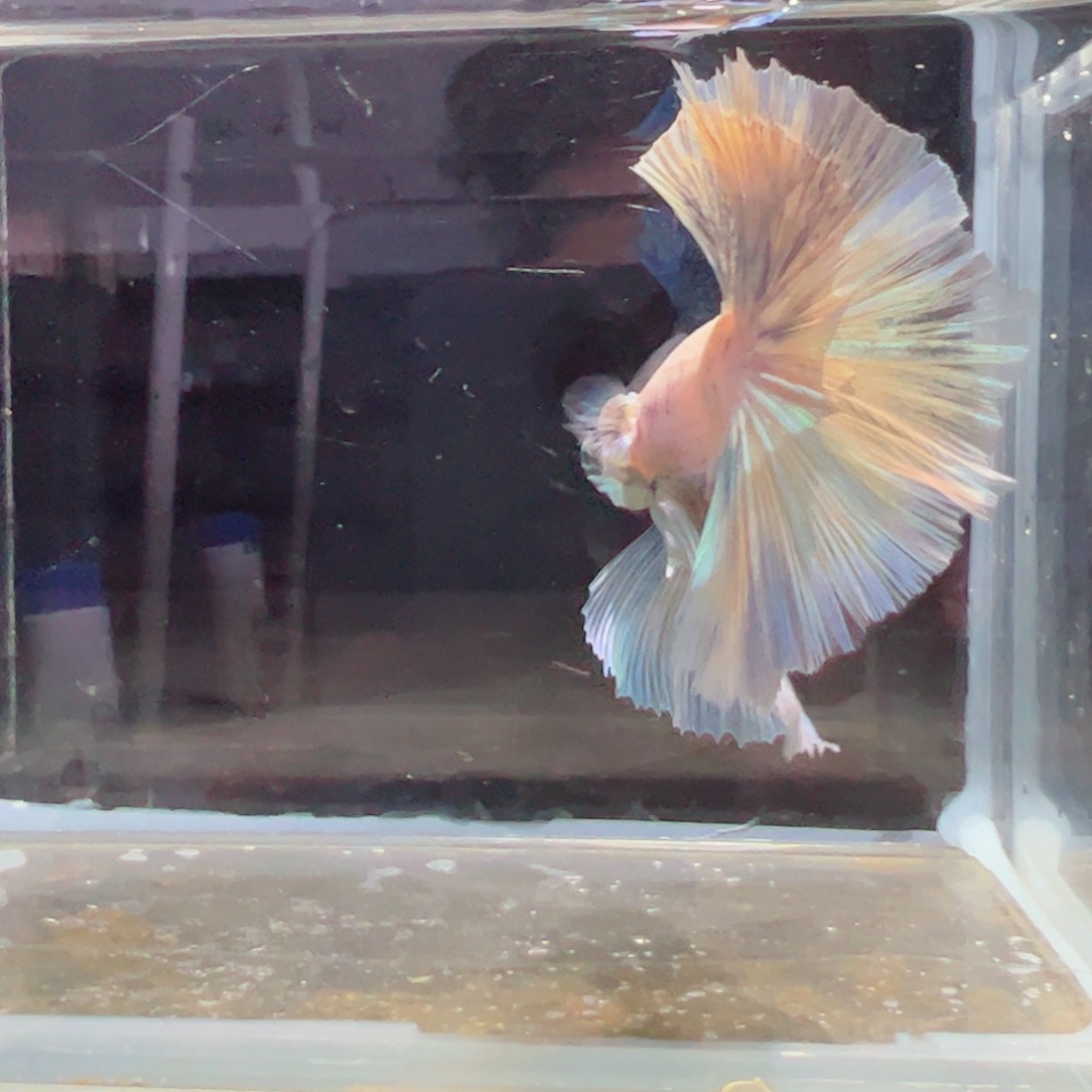 斗鱼浅色特殊尾hhhh