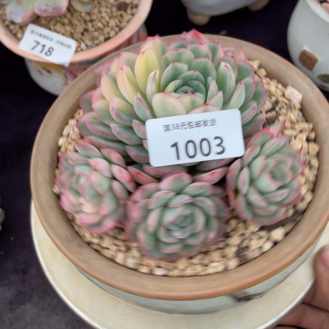 泡***！1003草莓冰锦群生多肉植物