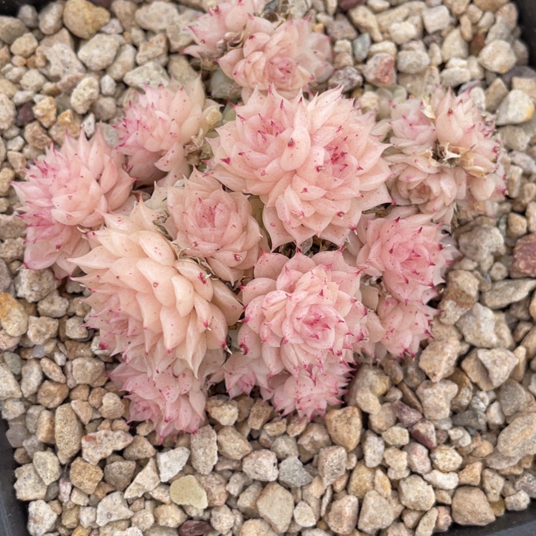 粉色麦秆小脸群生