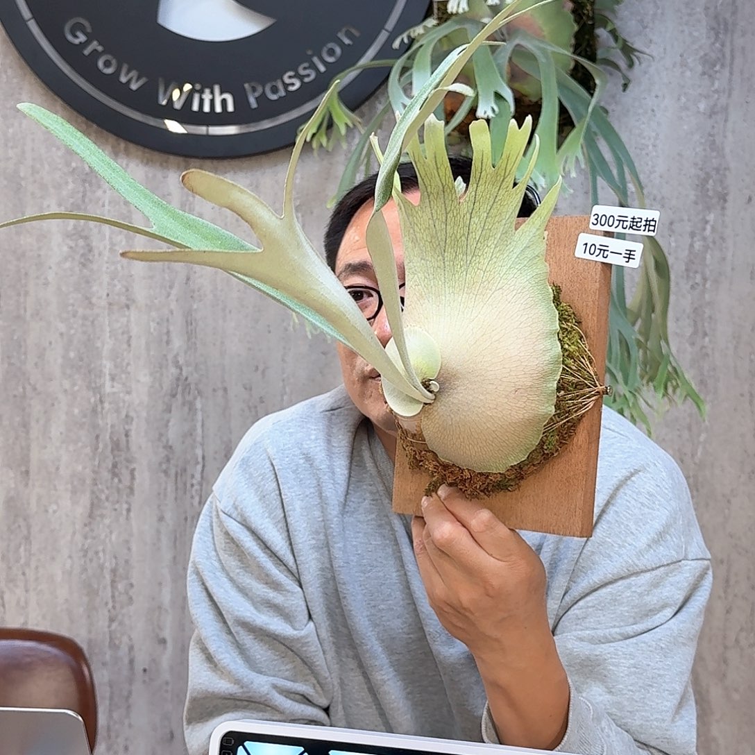 完全开放北猴鹿角蕨