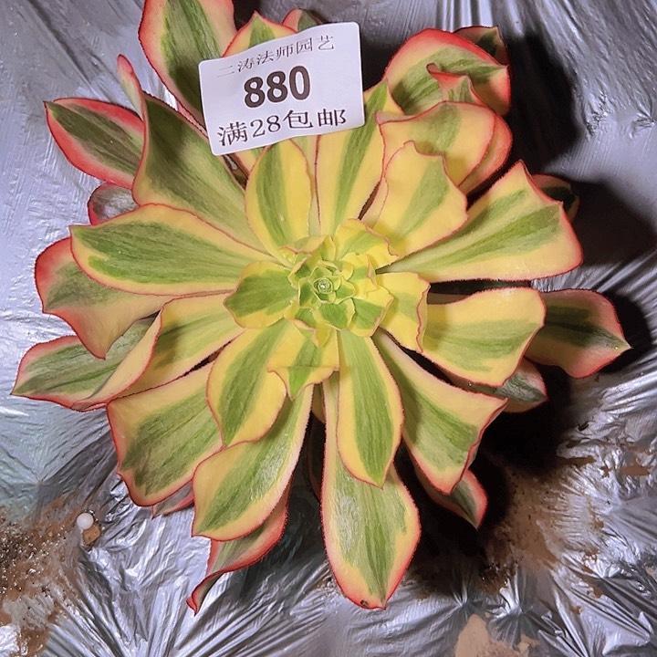 880魅影多肉植物