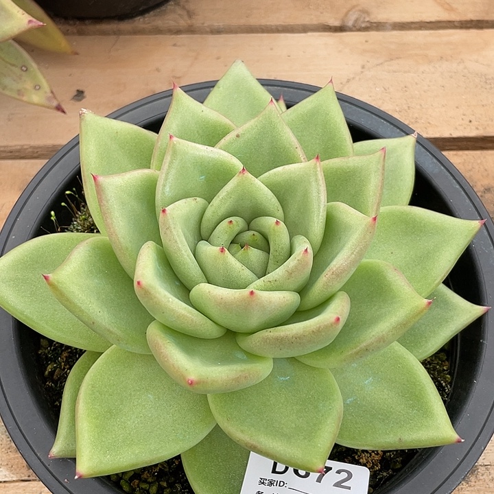 若如东云单拍D672