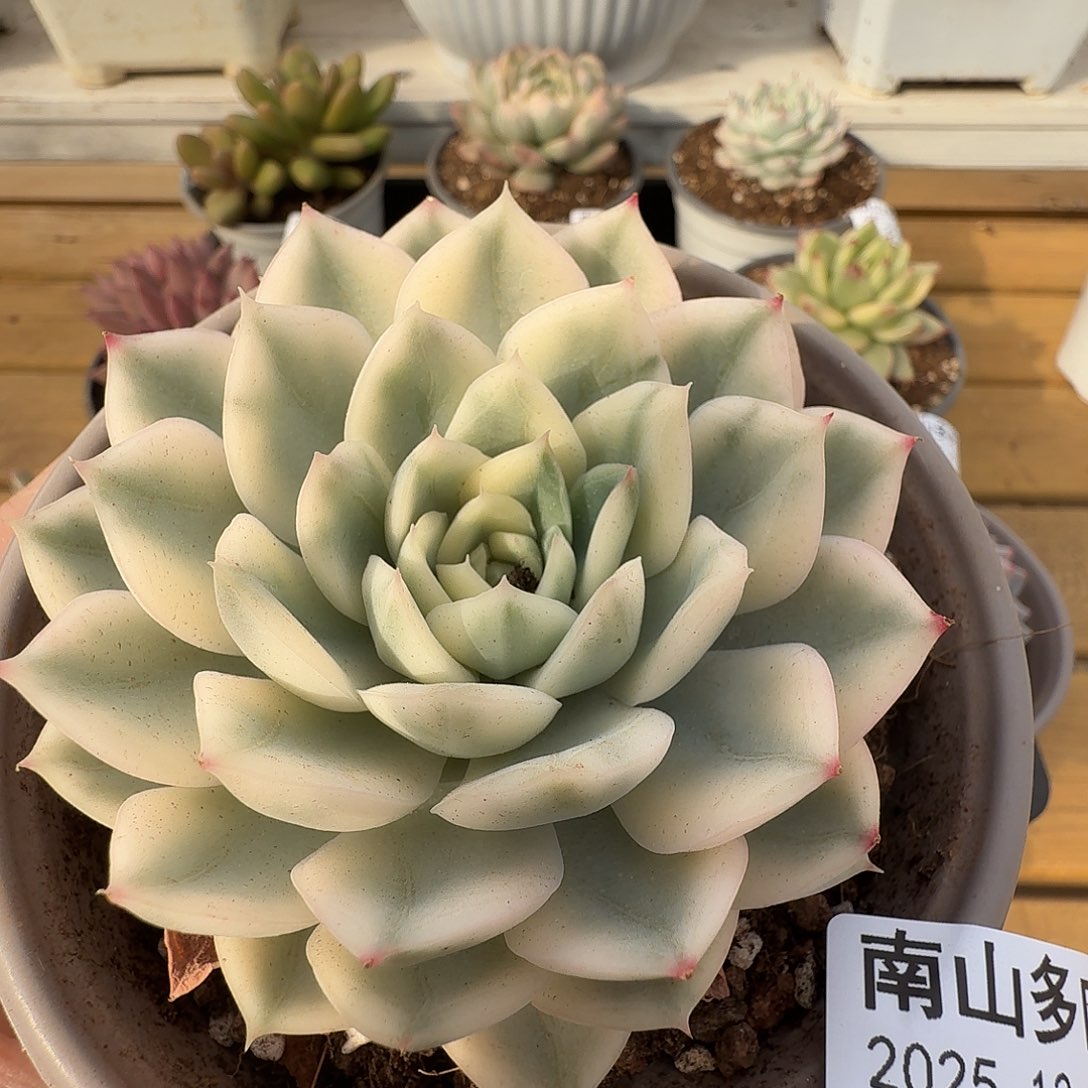 月亮仙子锦1111226-100