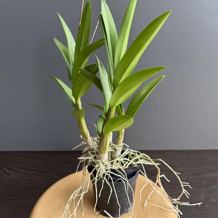 任意花后苗2棵（不挑花色不挑品种）