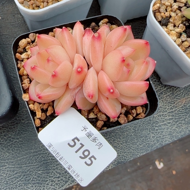 香橙珍妮，5195多肉植物