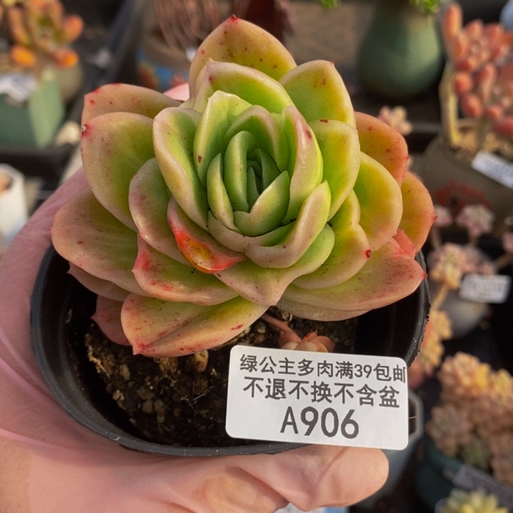 冰玫瑰锦8cm906多肉植物