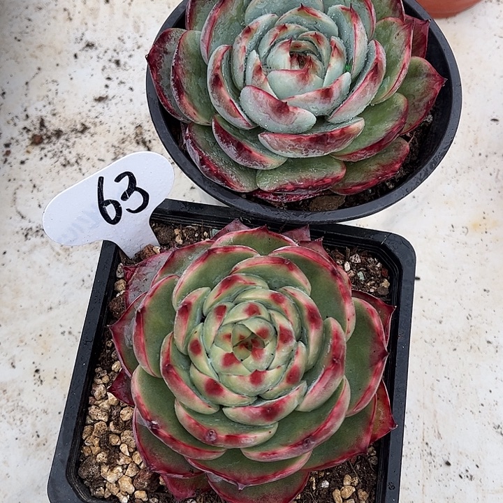 惊鸿仙子一物一拍，2颗