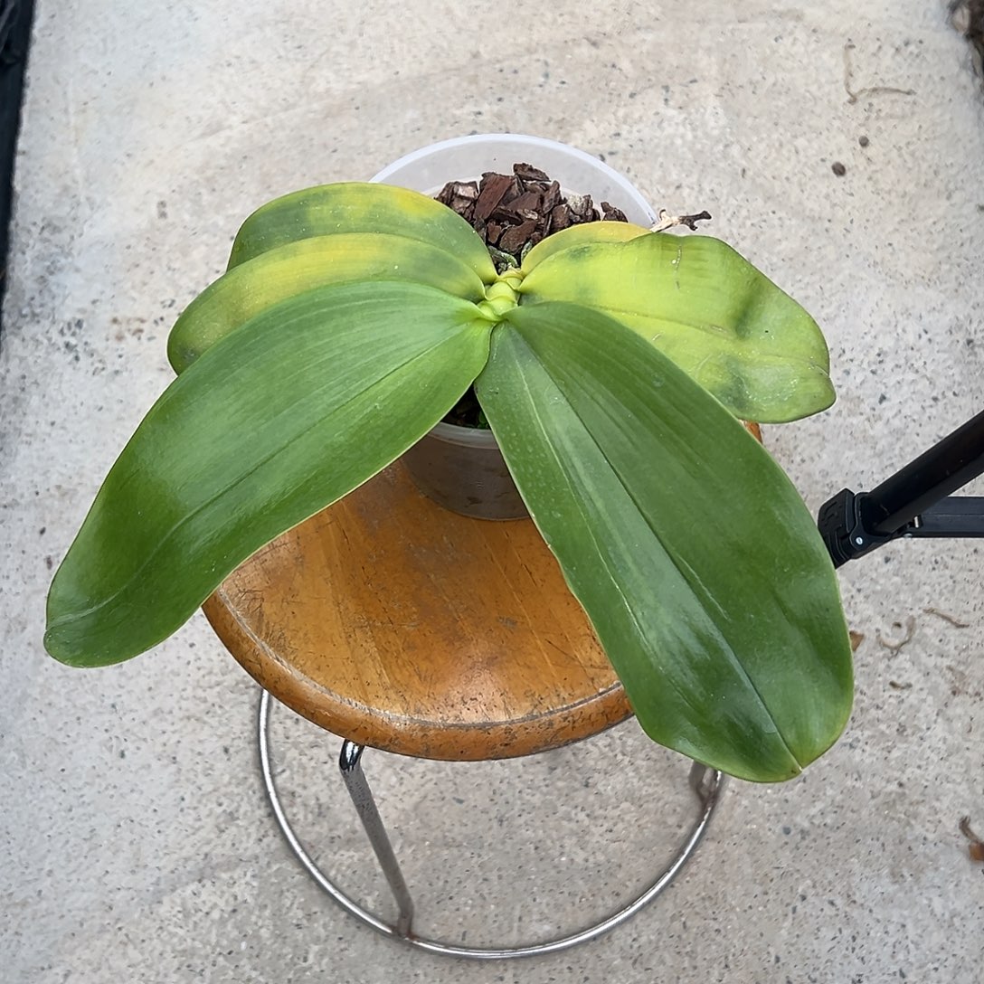 金***棒完全开放象交狗交狗叶子黄