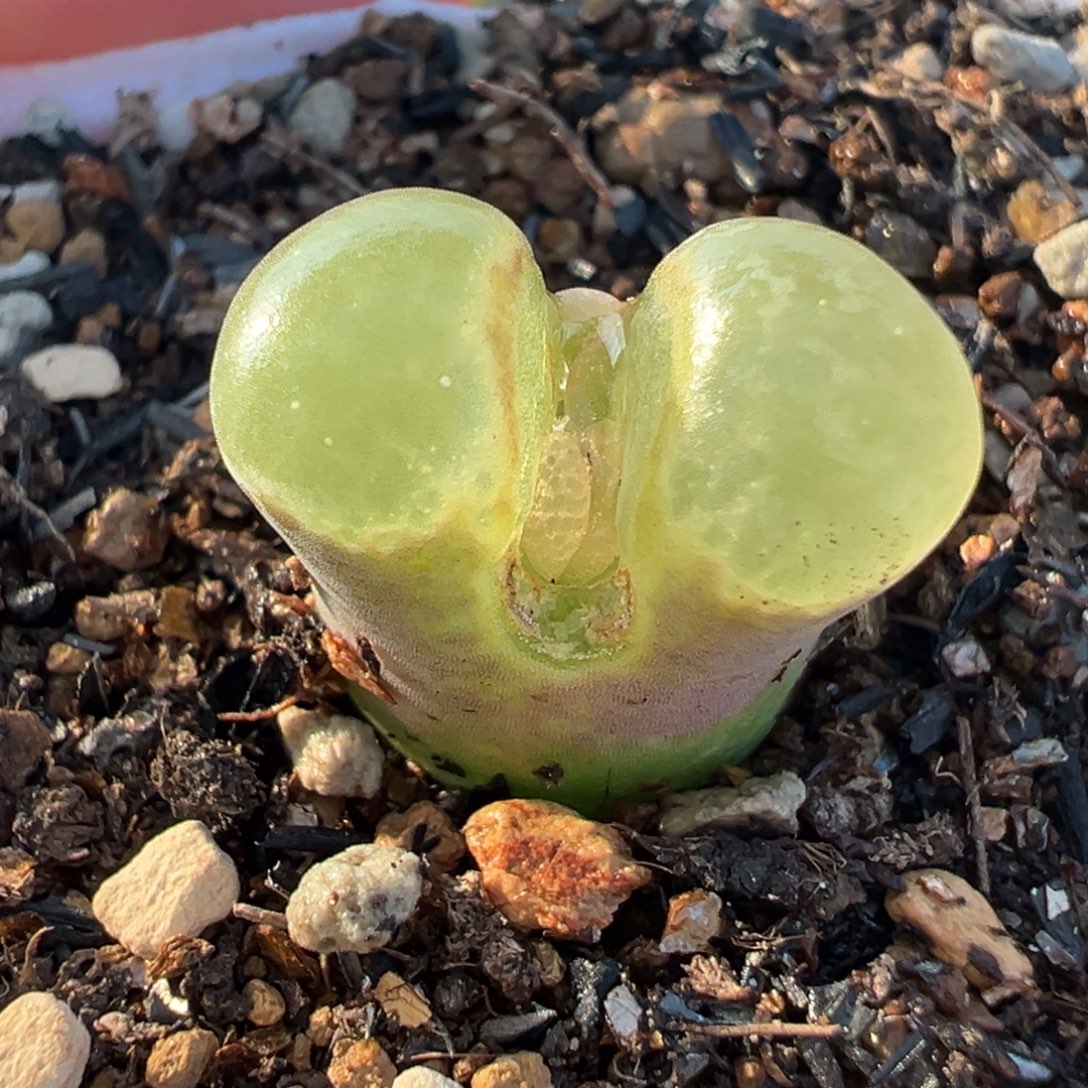 芭比粉极窗多肉百科