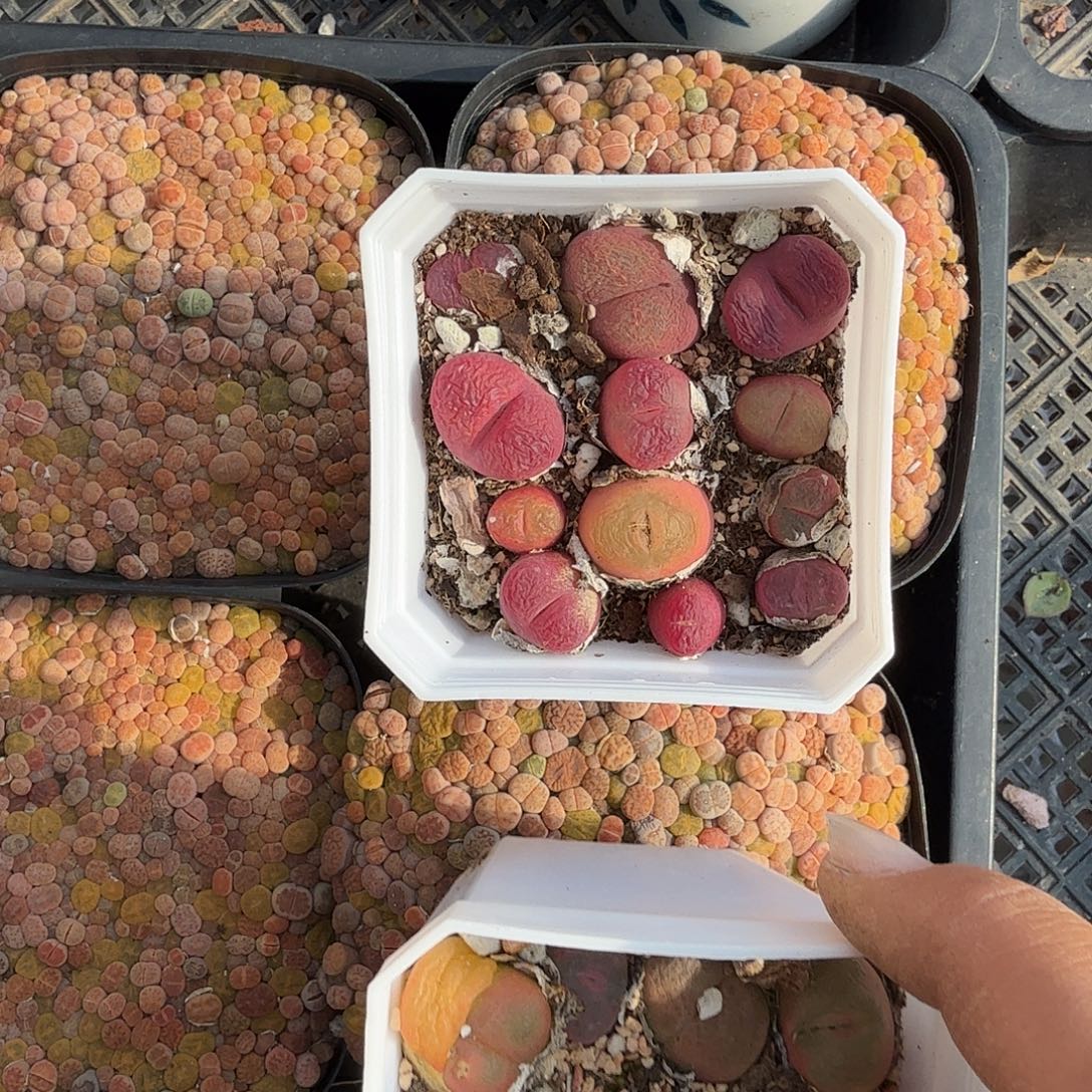 毛汗尼多肉植物精品