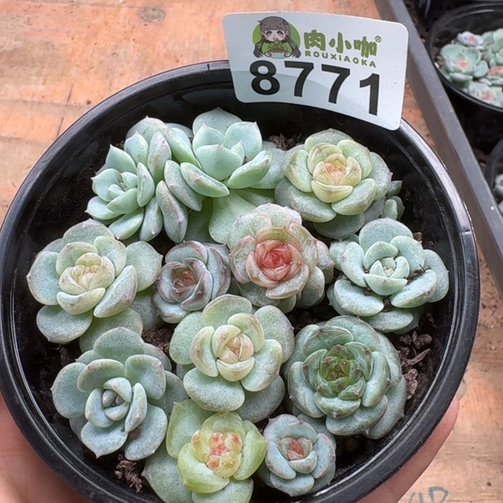 多肉植物多肉植物