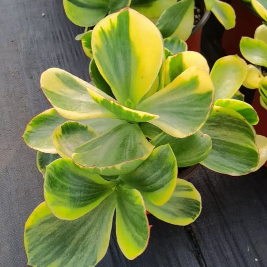 青梅白覆轮锦包菜家的