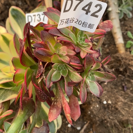 742黑魔锦砍过嫁接多肉植物