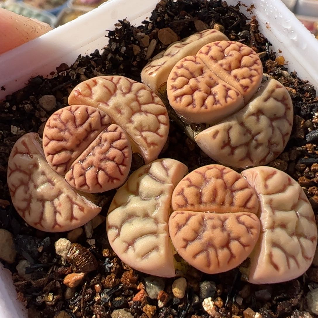 832多肉植物组合