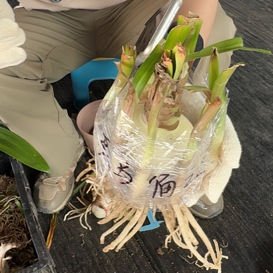 兵马俑2号籽播苗 坨坨 开花可能变异 无售后