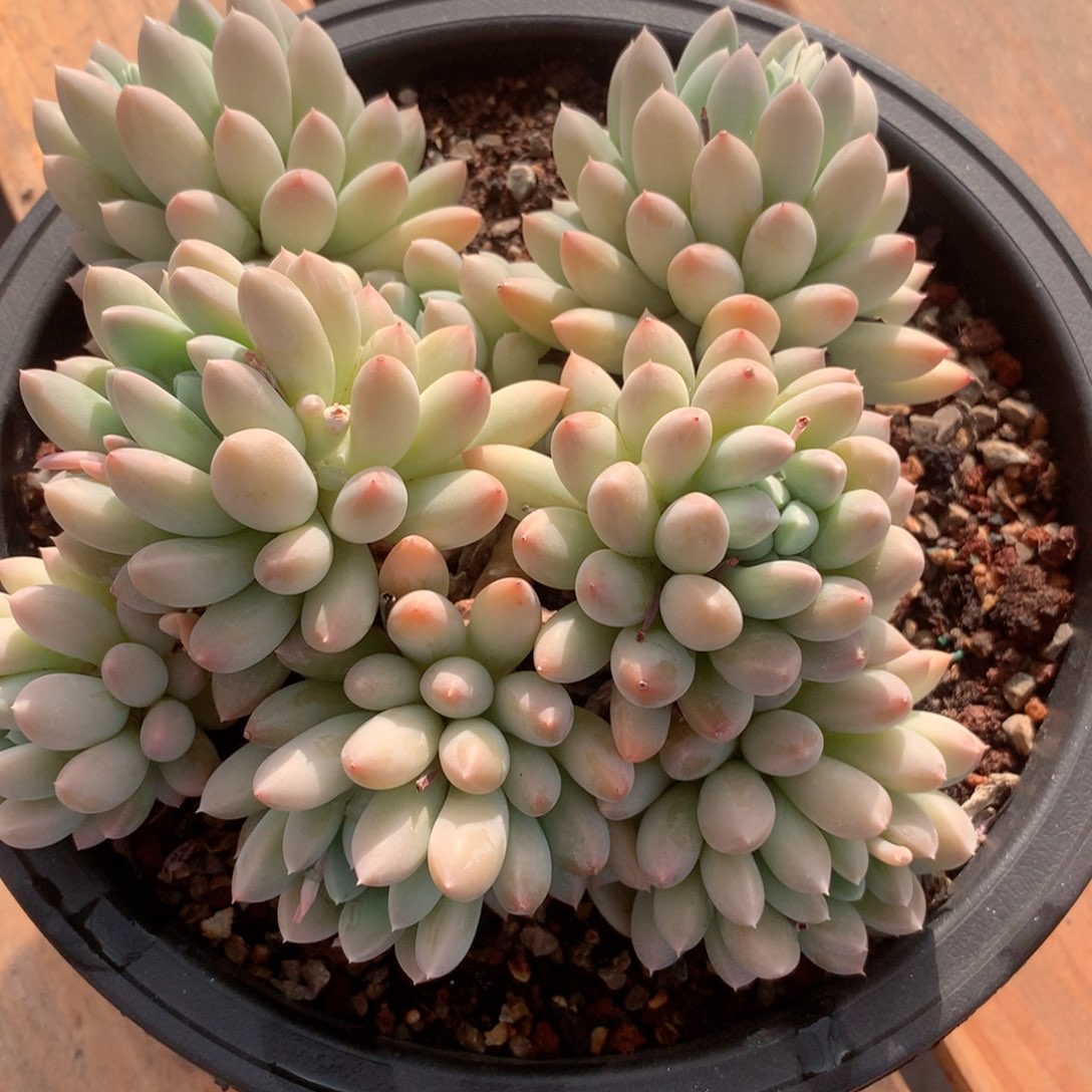 维****维多肉植物一物一拍奶糖