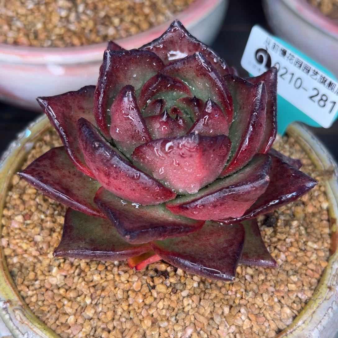 多肉一物一拍0210-281