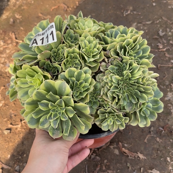 绿豆缀……多肉植物……