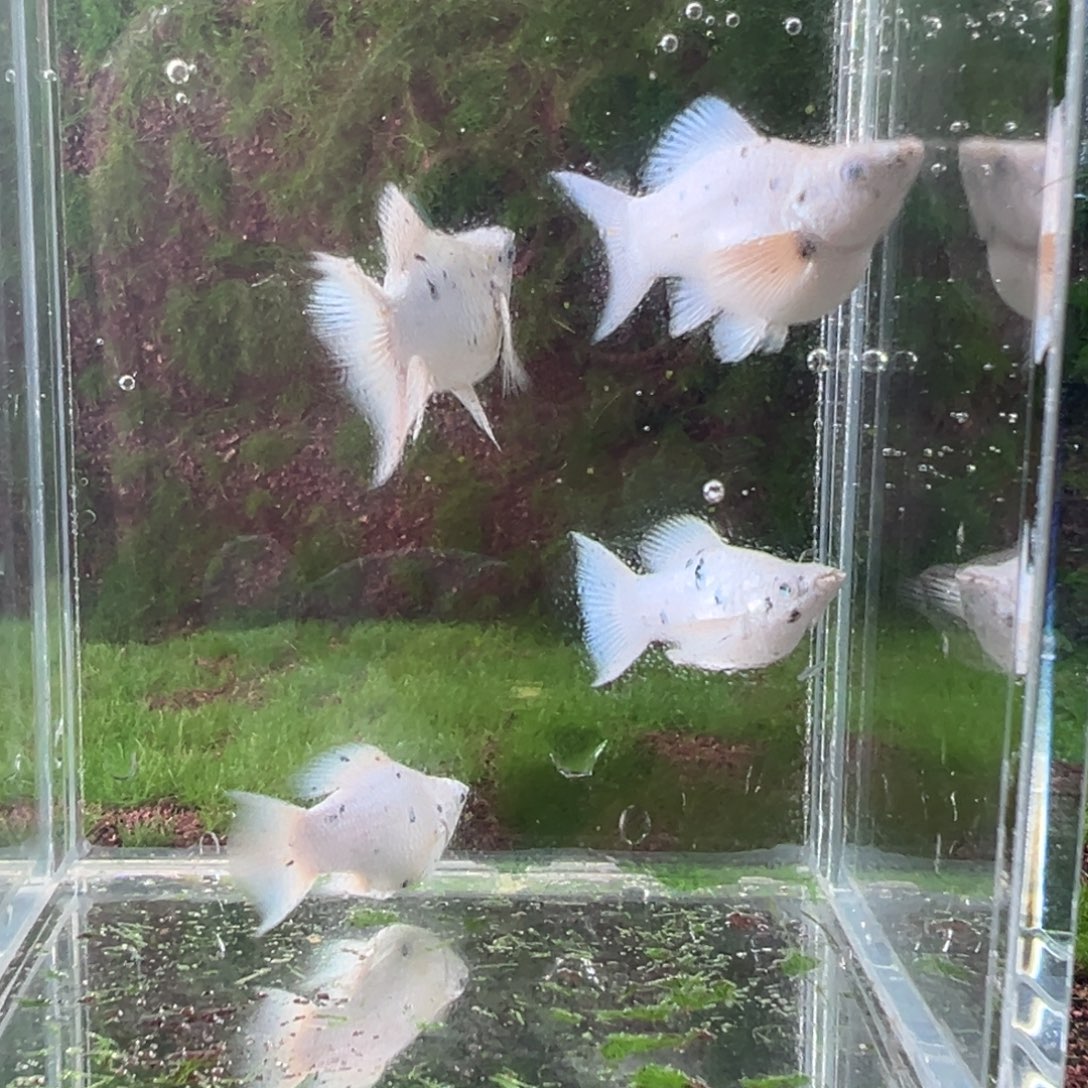 黑玛丽鱼奶牛亚成两公两母