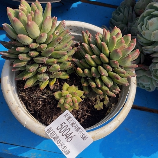 悠**心甲骨文50046多肉